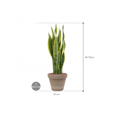 Sansevieria trifasciata 'Laurentii' in Terra Cotta