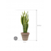 Растение в кашпо Sansevieria trifasciata 'Laurentii' in Terra Cotta