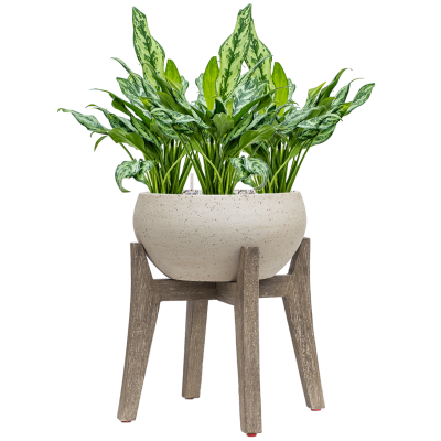 Растение в кашпо Aglaonema 'Miss Julliete' in Cement With Feet