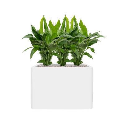 Растение в кашпо Spathiphyllum 'Sweet Lauretta' in Pure®