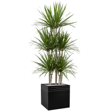 Dracaena marginata in Baq Line-Up