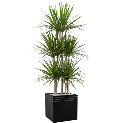 Растение в кашпо Dracaena marginata in Baq Line-Up