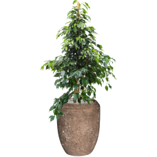 Ficus benjamina 'Danielle' in Baq Polystone Coated Plain