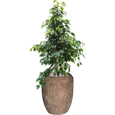 Растение в кашпо Ficus benjamina 'Danielle' in Baq Polystone Coated Plain