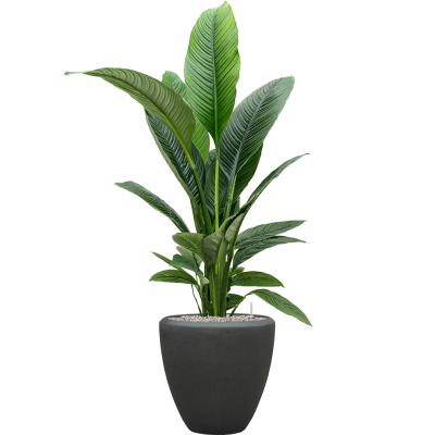 Растение в кашпо Spathiphyllum 'Sensation' in Baq Polystone Plain