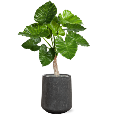 Растение в кашпо Alocasia calidora in Baq Raindrop