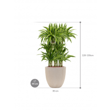 Dracaena fragrans 'Lemon Lime' in Baq Raindrop