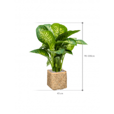 Dieffenbachia seguine 'Reeva' in Bohemian