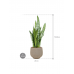 Растение в кашпо Sansevieria zeylanica in Rough