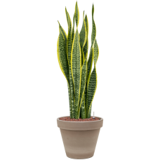 Sansevieria trifasciata 'Laurentii' in Terra Cotta