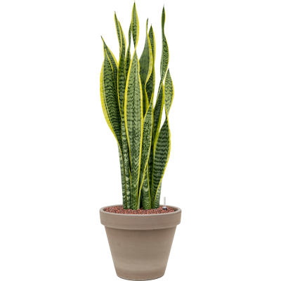 Растение в кашпо Sansevieria trifasciata 'Laurentii' in Terra Cotta