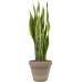 Растение в кашпо Sansevieria trifasciata 'Laurentii' in Terra Cotta