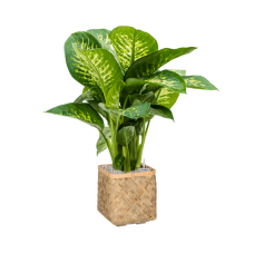 Dieffenbachia seguine 'Reeva' in Bohemian