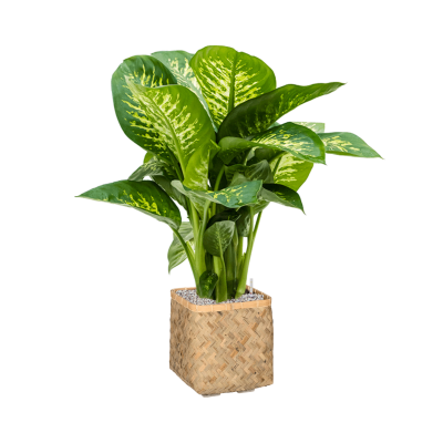 Растение в кашпо Dieffenbachia seguine 'Reeva' in Bohemian