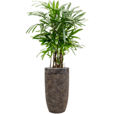 Rhapis excelsa in Baq Luxe Lite Universe Layer