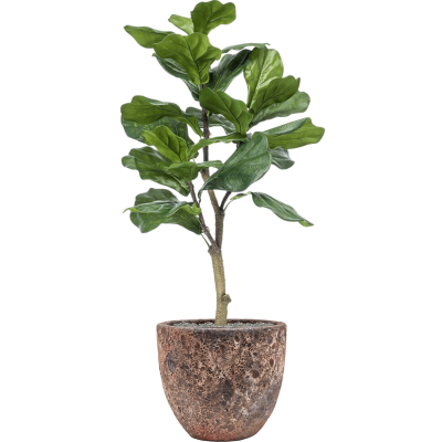 Растение в кашпо Ficus lyrata in Baq Lava