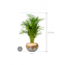 Растение в кашпо Dypsis (Areca) lutescens in Baq Luxe Lite Glossy