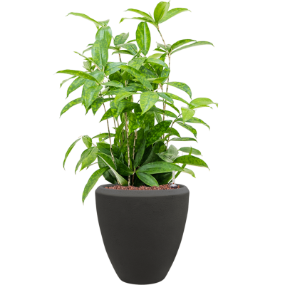 Растение в кашпо Dracaena surculosa in Baq Polystone Plain