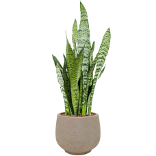 Sansevieria zeylanica in Rough