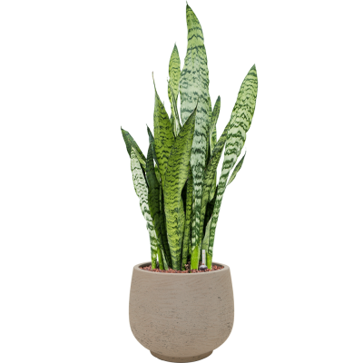 Растение в кашпо Sansevieria zeylanica in Rough