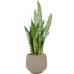 Растение в кашпо Sansevieria zeylanica in Rough