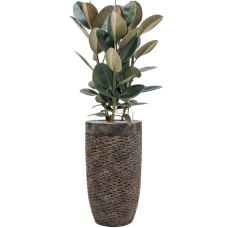 Ficus elastica 'Abidjan' in Baq Luxe Lite Universe Layer