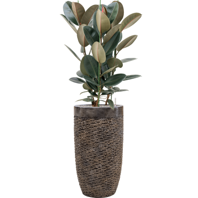 Растение в кашпо Ficus elastica 'Abidjan' in Baq Luxe Lite Universe Layer