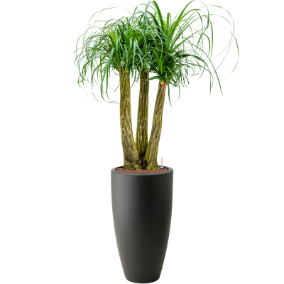 Растение в кашпо Beaucarnea recurvata in Pure®
