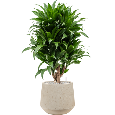 Растение в кашпо Dracaena fragrans 'Compacta' in Baq Raindrop