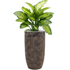 Dieffenbachia seguine 'Maroba' in Baq Luxe Lite Universe