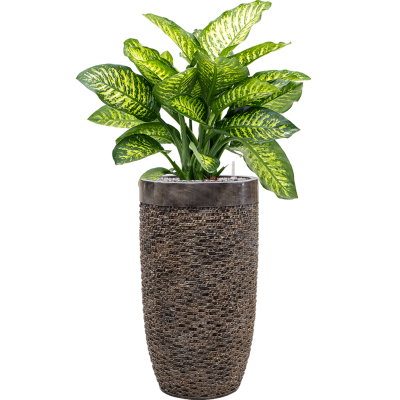 Растение в кашпо Dieffenbachia seguine 'Maroba' in Baq Luxe Lite Universe