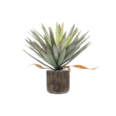 Yucca in Baq Luxe Lite Universe Waterfall