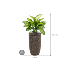 Dieffenbachia seguine 'Maroba' in Baq Luxe Lite Universe