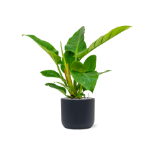 Philodendron `Imperial Green' in Baq Ease