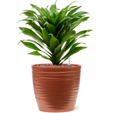 Dracaena fragrans 'Compacta' in Groove