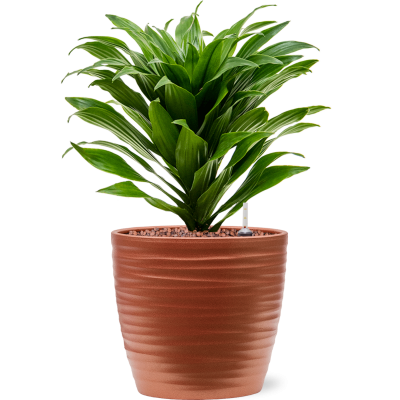 Растение в кашпо Dracaena fragrans 'Compacta' in Groove