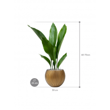 Aspidistra elatior in Capi Nature Groove