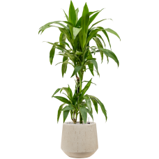 Dracaena fragrans 'Janet Craig' in Baq Raindrop