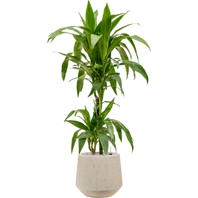 Растение в кашпо Dracaena fragrans 'Janet Craig' in Baq Raindrop