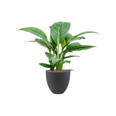 Растение в кашпо Spathiphyllum 'Sensation' in Grigio