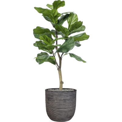 Растение в кашпо Ficus lyrata in Capi Nature Rib NL