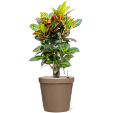 Croton (Codiaeum) variegatum 'Petra' in Feliz