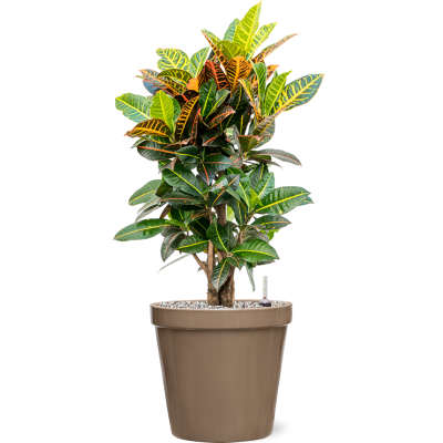 Растение в кашпо Croton (Codiaeum) variegatum 'Petra' in Feliz