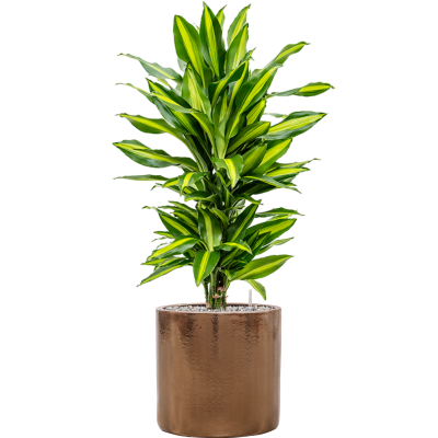 Растение в кашпо Dracaena fragrans 'Cintho' in Cylinder