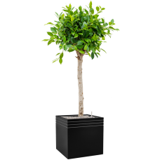 Ficus microcarpa u2018Nitidau2019 in Baq Line-Up