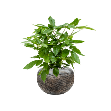 Schefflera actinophylla 'Amate' in Baq Luxe Lite Layer