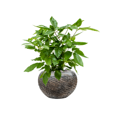 Растение в кашпо Schefflera actinophylla 'Amate' in Baq Luxe Lite Layer