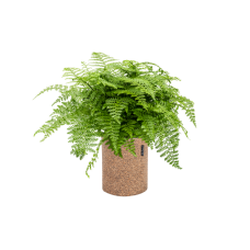 Asplenium dimorphum 'Parvati' in Lechuza Trendcover 23 Cork