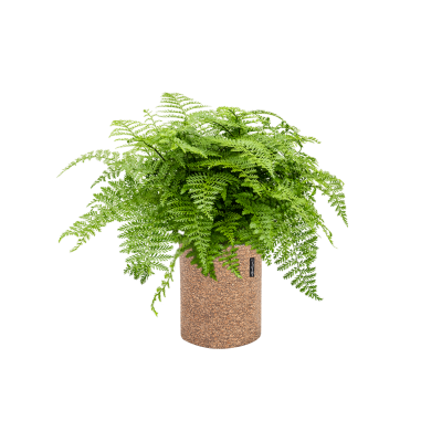 Растение в кашпо Asplenium dimorphum 'Parvati' in Lechuza Trendcover 23 Cork