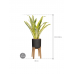 Растение в кашпо Sansevieria trifasciata 'Lauren' in Rough With Feet High